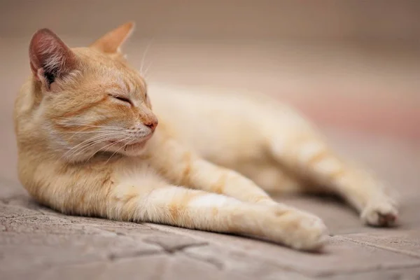 Gyömbér macska pihenés szabadban, pihenés háziállatok — Stock Fotó