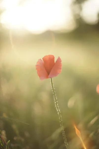 Una flor de amapola roja crece en un campo soleado . — Foto de Stock