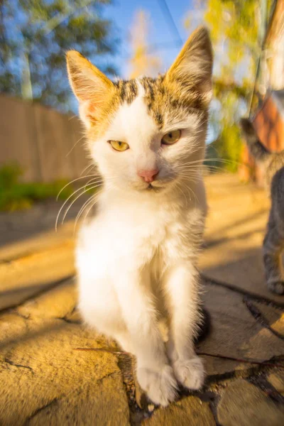 Gatinho branco bonito sentado no quintal ensolarado em um chão de pedra, close-up retrato . — Fotografia de Stock