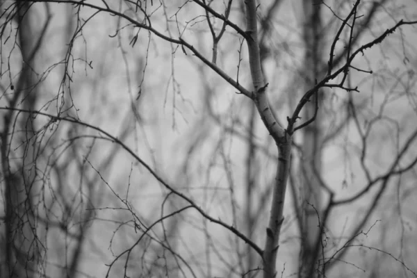 Bare birch tree branches closeup in winter, bw photo. — ストック写真