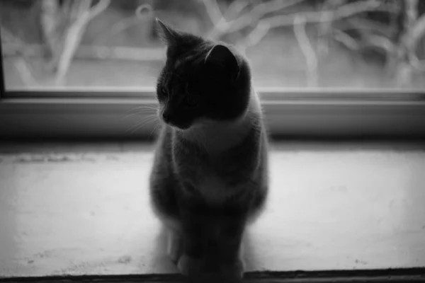 Lovely cat sits on a windowsill indoor, bw photo. — Stock Photo, Image