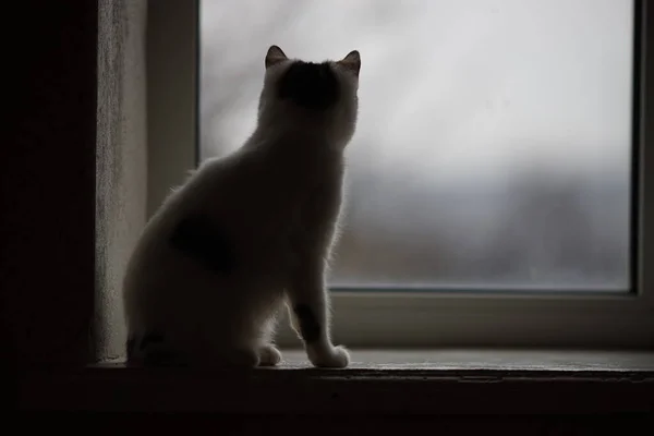 Schattige kat zit op een vensterbank binnen en kijkt uit het raam. — Stockfoto