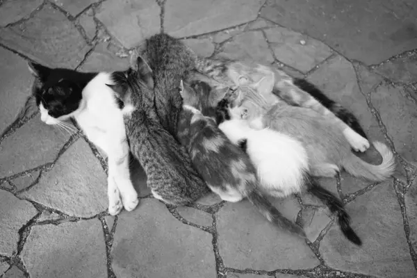 Кошка кормит котят на каменном полу под открытым небом, вид сверху . — стоковое фото