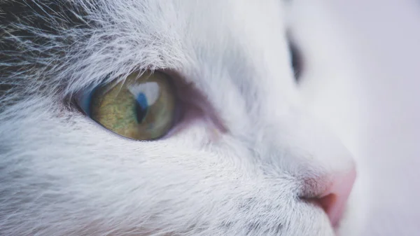 Schönes weißes Kätzchengesicht. Makroporträt einer Katze. — Stockfoto