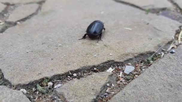 Black Beetle Runs Stone Road — Stock Video