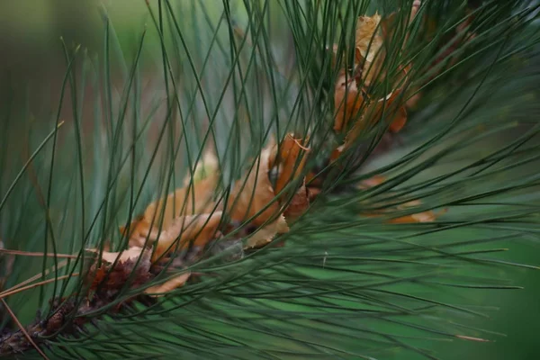 Green pine branch close-up, brown dry autumn leaves of birch in needles. — 스톡 사진