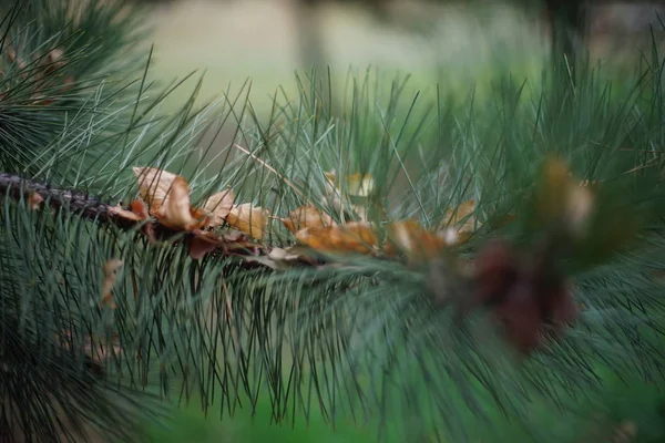 緑の松の枝、針の白樺の茶色の乾燥した秋の葉. — ストック写真