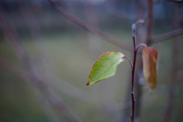 Красивые зеленые и коричневые осенние листья на ветке — стоковое фото