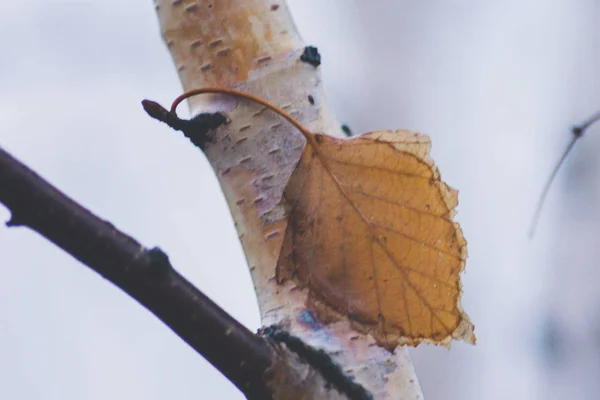 Barna őszi levél nyírfa ágon. — Stock Fotó