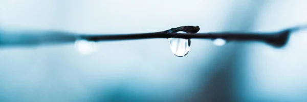 Water drop on the thin tree branch, macro photo in blue fog. — Stock Photo, Image