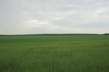 Bulutlu gökyüzünün altındaki yeşil çimen tarlası.