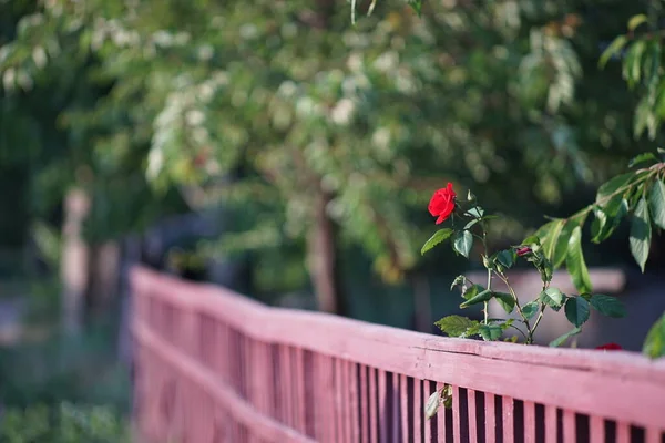 Red rose flower grow near rural wooden fence. — Stock Photo, Image