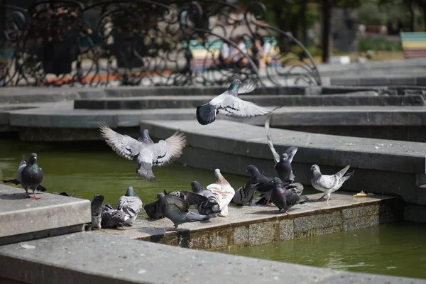 Pigeons oiseaux sur une fontaine de marbre dans un parc d'été . — Photo