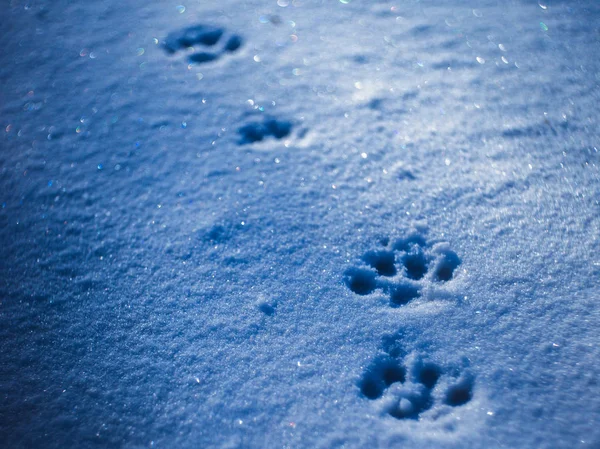 Лапи друкують у снігу з блакитними тінями . — стокове фото