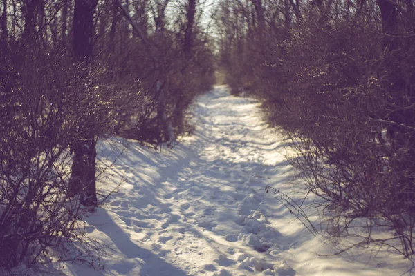 Winterbos met een besneeuwde weg. Bomen en takken in het ijs. Zonnige dag. — Stockfoto