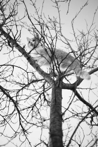 Ağaçtaki kedi gökyüzüne karşı. Güzel pofuduk kedi yavrusu yürüyor — Stok fotoğraf