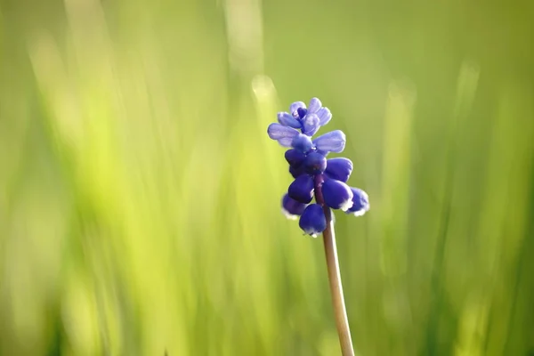Küçük mavi çiçek üzüm sümbül bahar alanında büyümek — Stok fotoğraf
