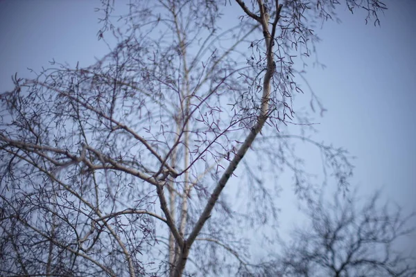 Mavi arkaplanda çıplak huş ağacı dalları. — Stok fotoğraf