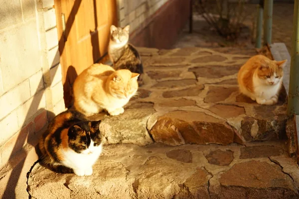 Chatons et chats en famille se détendent à l'extérieur sur le pas de la porte . — Photo