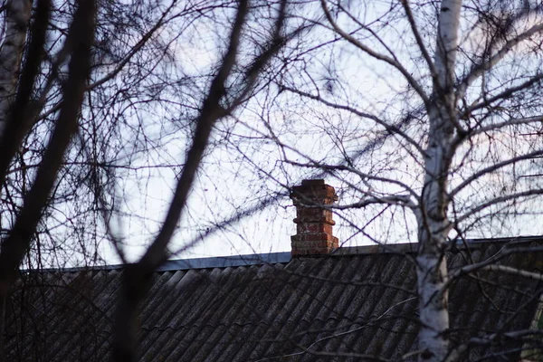 Birch trees and rural roof with chimney. — 스톡 사진