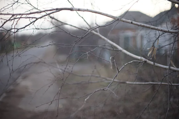 Branches de bouleau nu sur fond de rue rurale — Photo