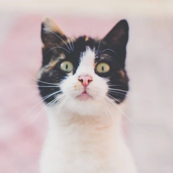 Komik üç renkli kedi suratı. Maneki neko kedicik yakın plan kafa portresi.