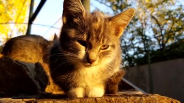 Lovely kitten meditates in the yard. Cat relaxes outdoor at golden hour