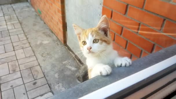 Gatinho Gengibre Livre Requer Atenção Através Janela — Vídeo de Stock