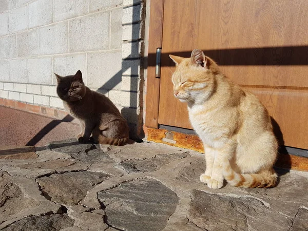 Dos gatos pelirrojos y británicos sentados en la puerta de la casa en un día soleado . — Foto de Stock