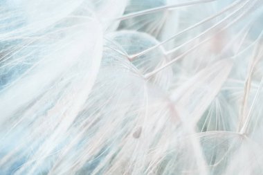 arka plan pofuduk karahindiba çiçeği, makro