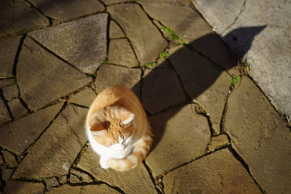 Gatinho de gengibre bonito sentado em um pátio ensolarado. Pet relaxar ao ar livre. Luz e sombra. Animais domésticos . — Fotografia de Stock