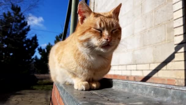Рыжая Кошка Отдыхает Возле Дома Солнечный День — стоковое видео
