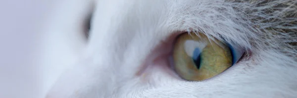 Linda cara de gatinho com olhos verdes. Macro retrato de um gato . — Fotografia de Stock