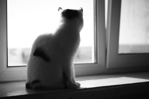 Kočka sedí na slunečném parapetu a dívá se z okna, bw fotografie. — Stock fotografie
