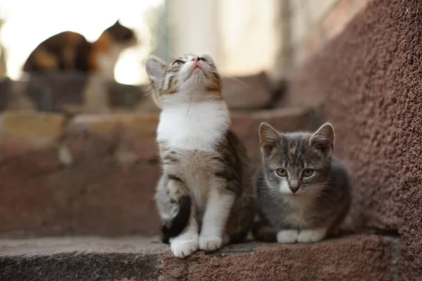 Twee schattige kittens zitten op de stenen trap. — Stockfoto