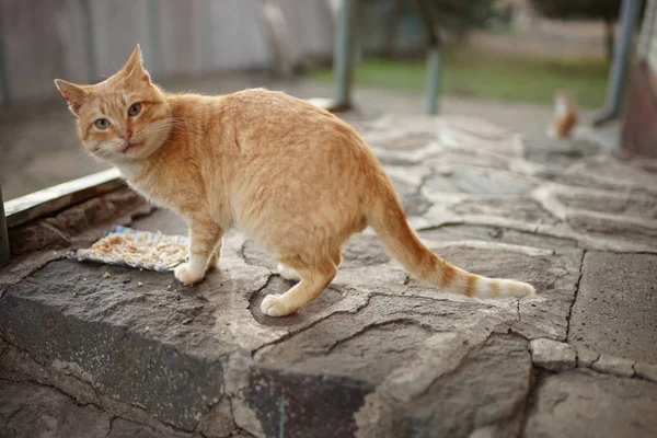 Прекрасная рыжая кошка ест на открытом воздухе на каменном полу . — стоковое фото