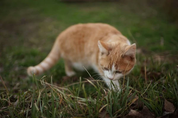 Gatinho de gengibre come grama fresca no jardim . — Fotografia de Stock