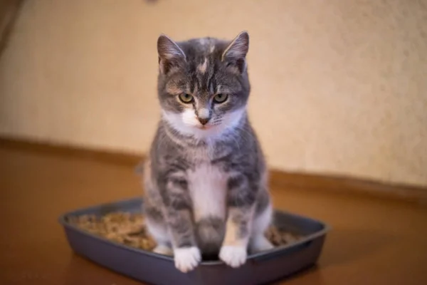 Kitten in toilet tray box with absorbent litter, side view.