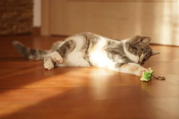 stock image Lovely kitten play with toy on the sunny floor indoor.