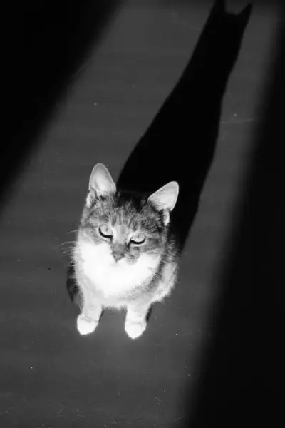 Gato sentado na escuridão com luz sobre ele e forte sombra sobre t — Fotografia de Stock