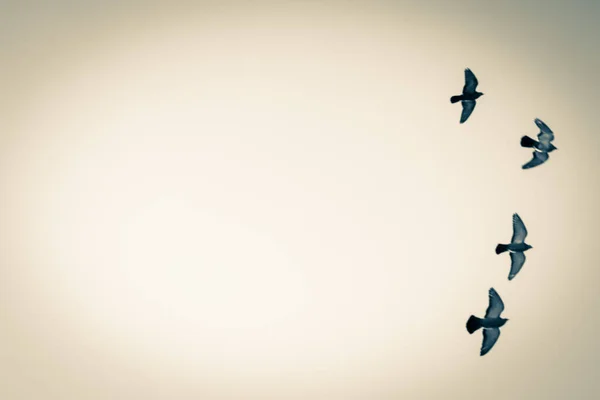 Four bird pigeons fly in the sky. — Stock Photo, Image