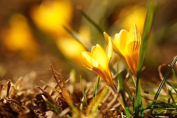 Yellow crocus flowers bush grow in spring garden — 스톡 사진
