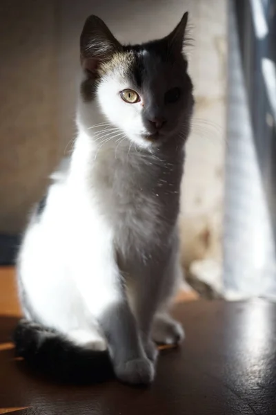 White kitten sitting portrait in sunny room. Domestic animals relax. Lovely cat. — 스톡 사진