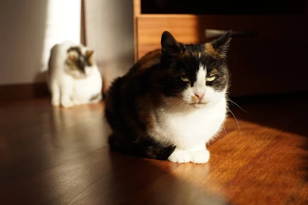 Tricolor cat rest on the sunny floor indoor. — 图库照片