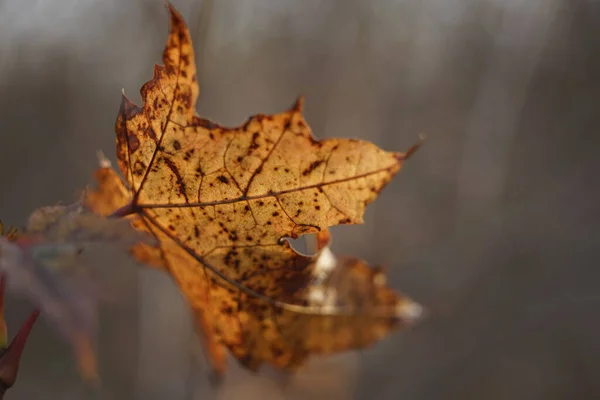 Hnědý podzimní javorový list na větvi detailní. — Stock fotografie