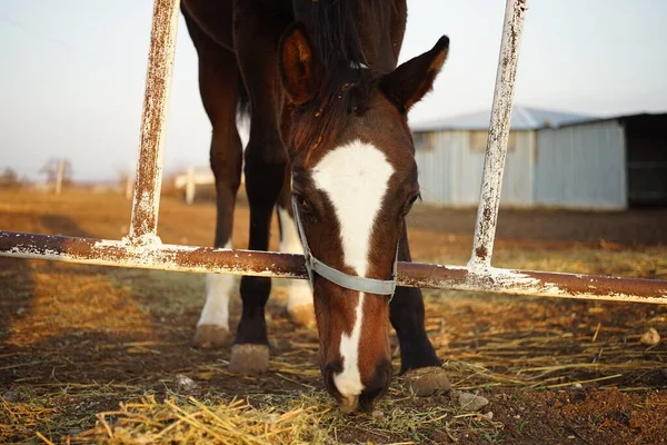 Cavalo marrom pastam e comem grama em uma fazenda . — Fotografia de Stock