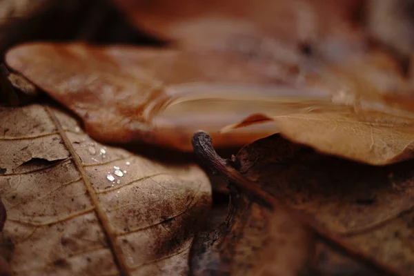 Las hojas mojadas castañas secas de arce en el suelo. Bosque de otoño, fondo natural . — Foto de Stock