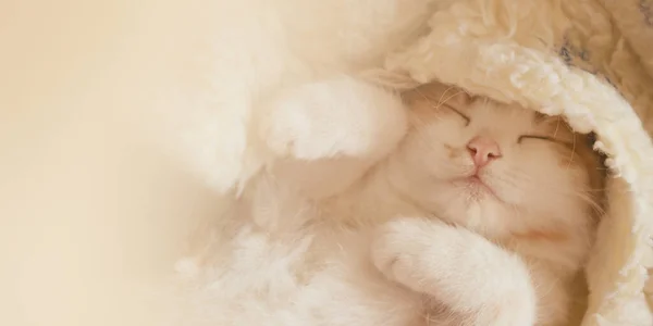 Lovely baby kitten sleeping in cozy blanket. — Stock Photo, Image