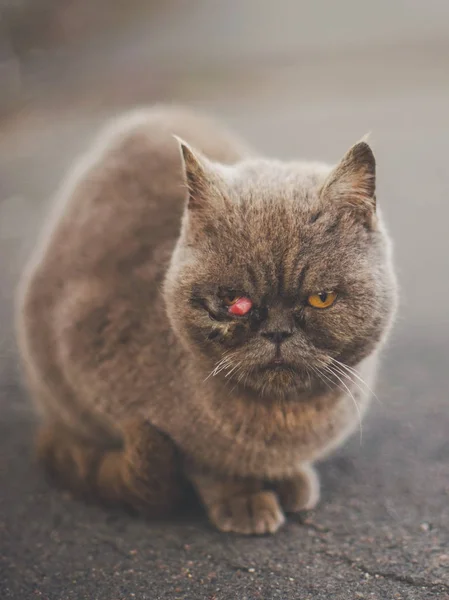 Η άρρωστη Βρετανίδα γάτα κάθεται στο δρόμο. Πρόπτωση του τρίτου αιώνα ή δακρυικός αδένας. — Φωτογραφία Αρχείου