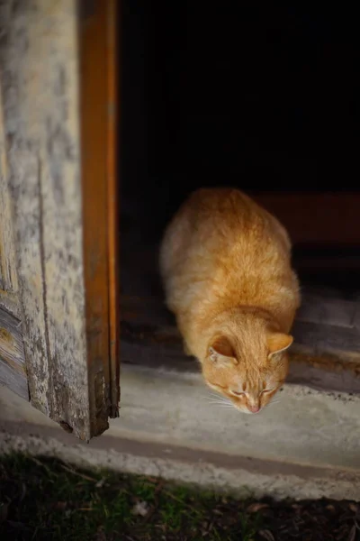 Ginger kat zittend op de drempel van een oude schuur met de deuren open. — Stockfoto